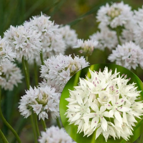 Allium amplectens 'Gracefull' - Läänelauk 'Gracefull'